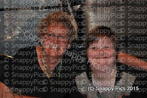 CFF10_15AJC_1443.JPG