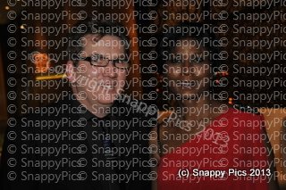 EF8_13_AJC0184.JPG