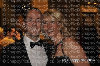 MZ10_13_AJC5341.JPG