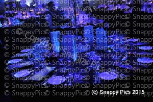 ShTb10_15_AJC_1814.JPG